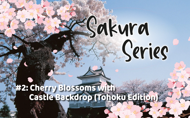 Sakura Series #2: Cherry Blossoms with Castle Backdrop (Tohoku