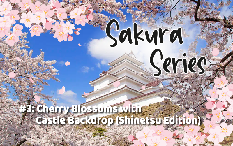 Sakura Series #3: Cherry Blossoms with Castle Backdrop (Shinetsu