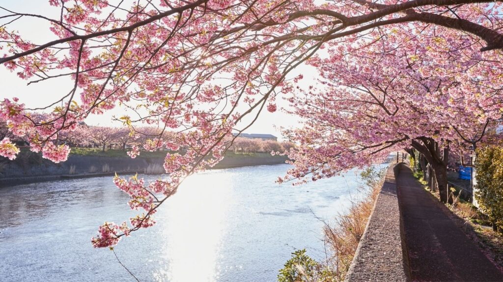 Sakura Special: 5 Must-See Types of Cherry Blossom Trees in Japan