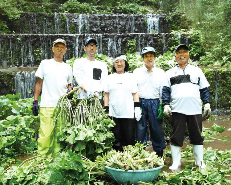 February Maker's Story: Shizuoka-grown Wasabi by Kameya Foods