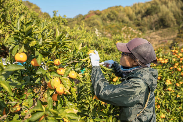 Maker's Story: Citrusy Sweet Arida Mikan from Sowa Kajuen | JAPAN