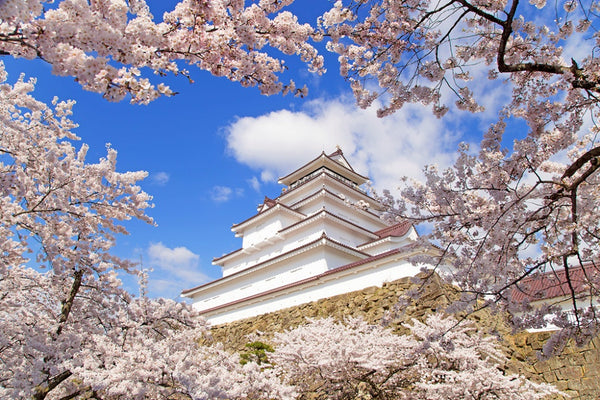 Tsuruga Castle in Aizu-Wakamatsu.