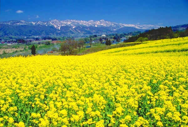 Spring flower yellow❁﻿. Download Tulip Yellow Flower Spring Flower Nature PFP