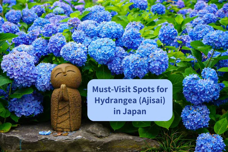Tsuyu in Japan: Must-Visit Spots for Hydrangeas During the Rainy Season ...