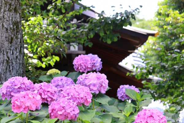 Hakusan Shrine and hydrangea