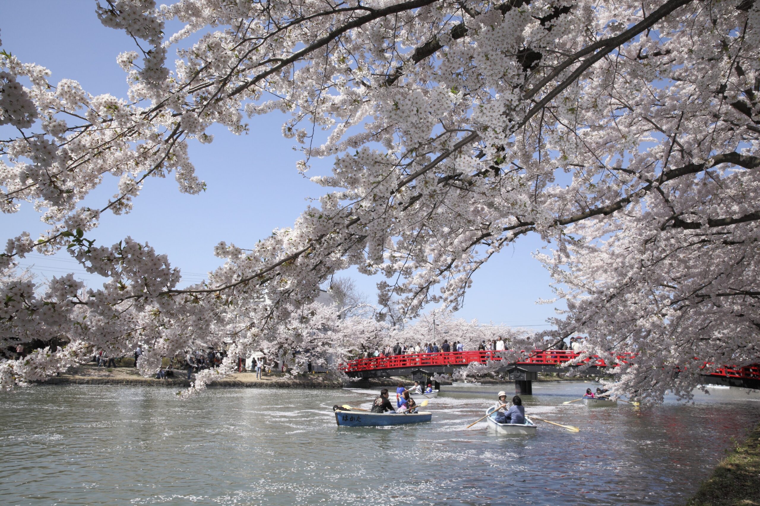 Hirosaki Castle in spring