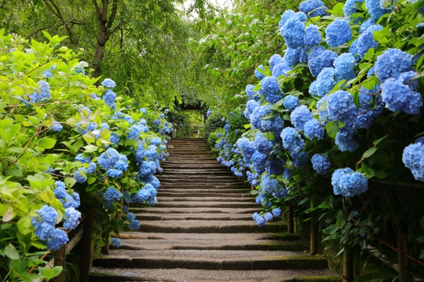 Hydrangeas corridor in Meigestsuin Temple