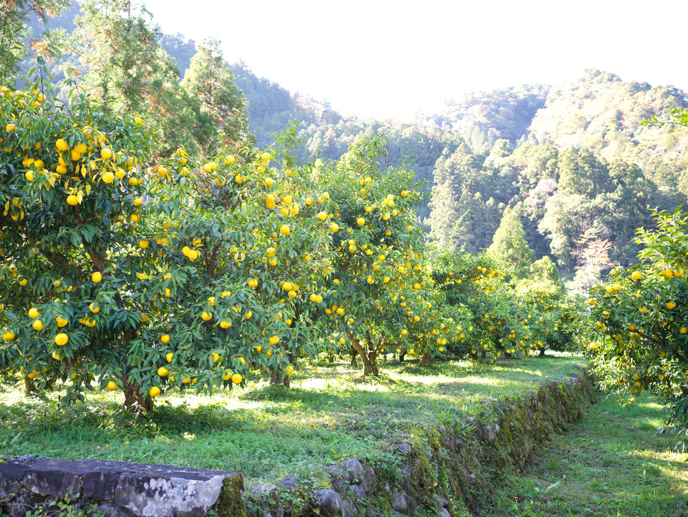 Ogon No Ringo Scan Vf Maker's Story: Kito Yuzu from Tokushima’s “Golden Village” Ogon no Mura