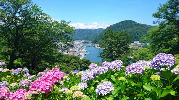 View of Shimoda Port with hydrangeas