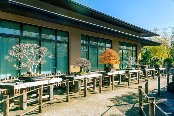Bonsai trees at the Omiya Bonsai Art Museum