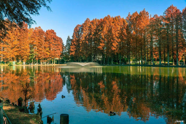 Besshonuma Park’s autumn foliage