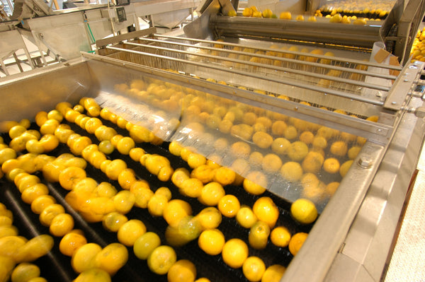 Plenty of Yuzu in a factory facility in Umaji Village, Kochi, Japan