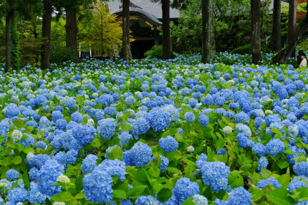 Blue Heaven of Hydrangeas in Unshouji