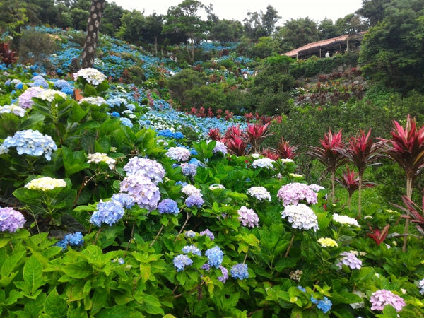 Early hydrangeas blooming in Yohena Ajisai Garden