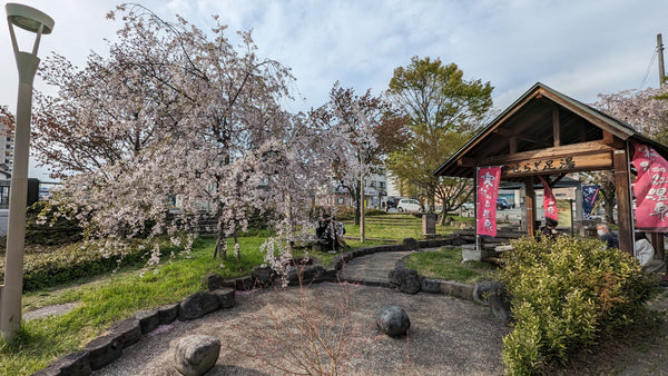 Sagae Onsen in spring