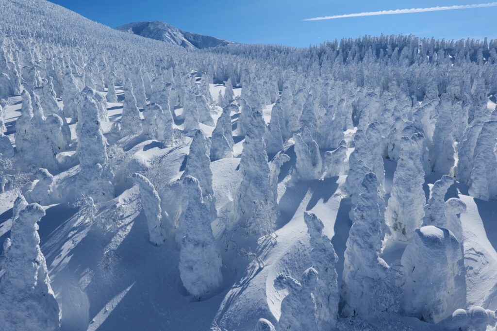 Snow monsters of Zao