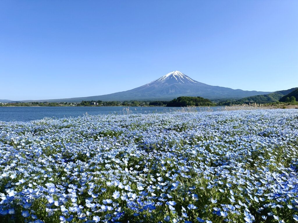 Neophila baby blue eyes flowers Oishi Park and Mount Fuji in the background