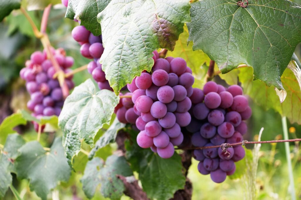 Grapes for wine-making in Japan