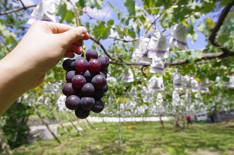 Grape in Japan