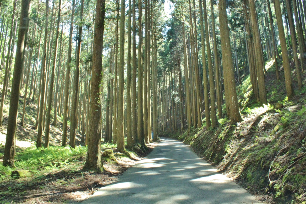 Kitasugiyama forest