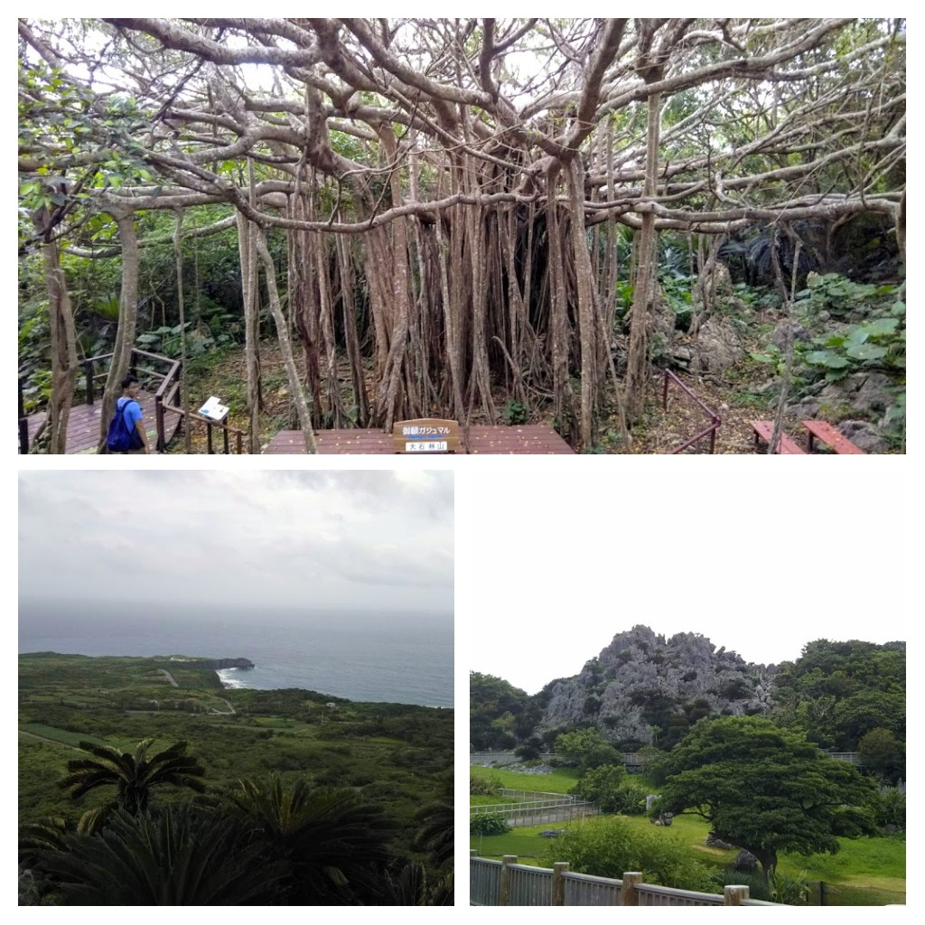 Banyan tree