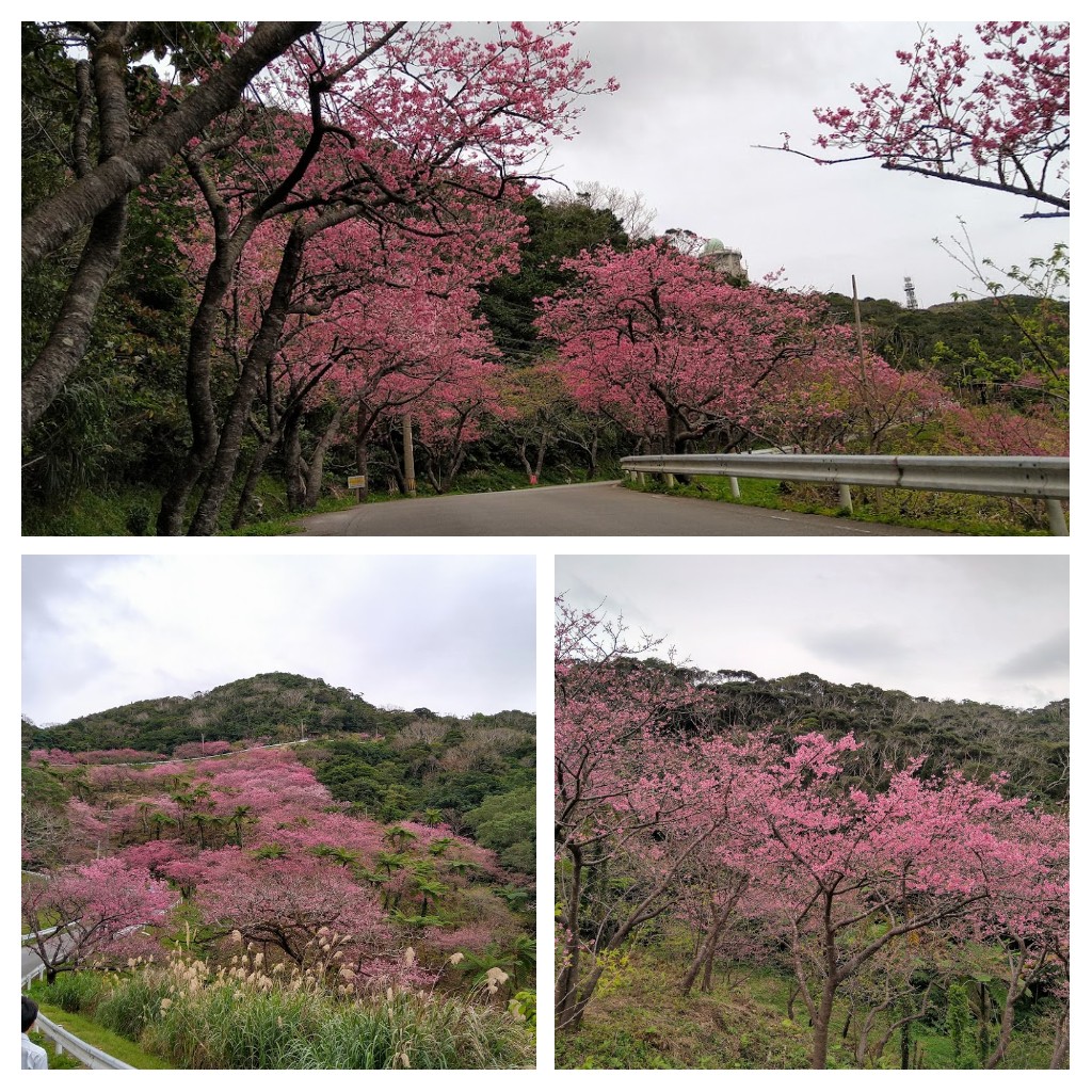 Sakura trees in Okinawa.