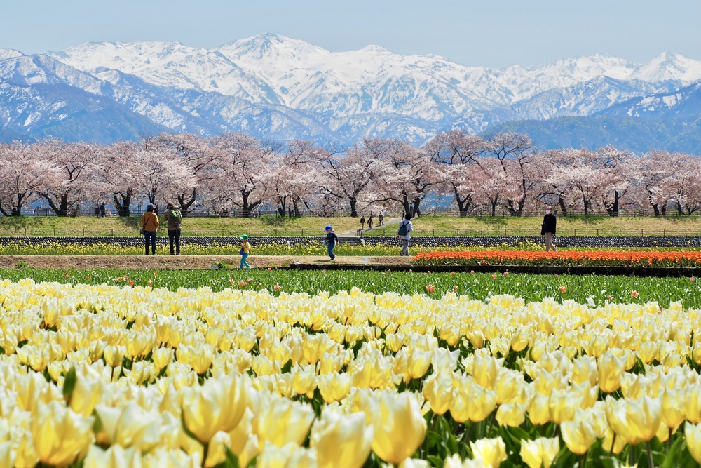 Asahi-Funakawa-Spring-Quartet-Sakura Hokuriku