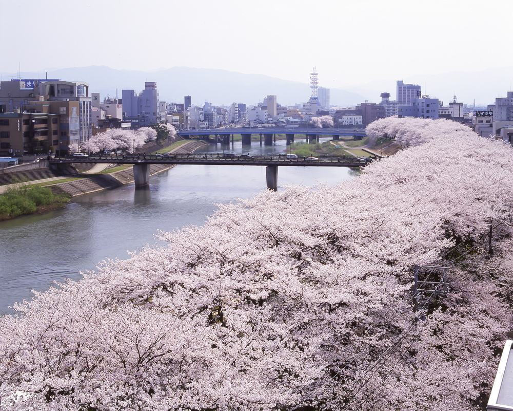Asuwa-River_Sakura Hokuriku