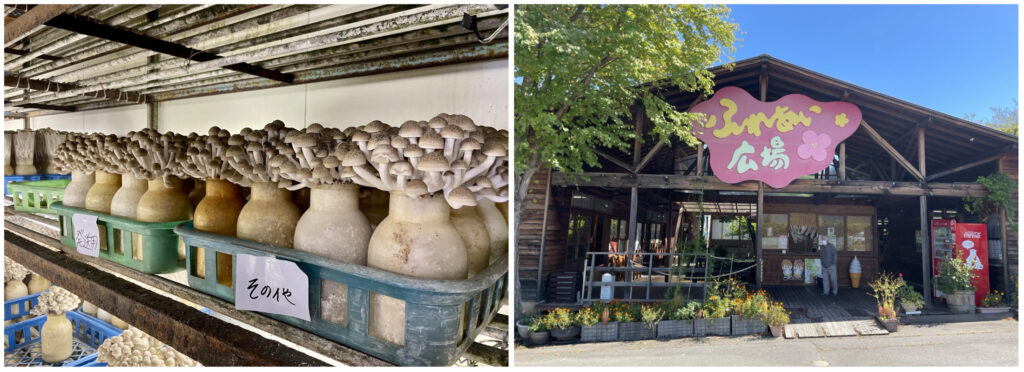 mushroom farm_Food Funventure 2
