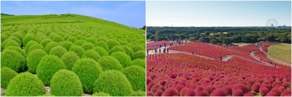 Kochia turning green to red from summer to auutumn