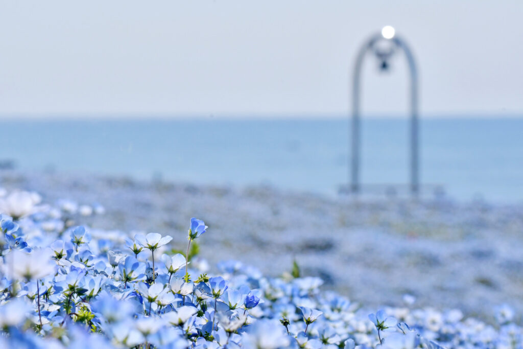 Nemophila in Hitachi Seaside Park