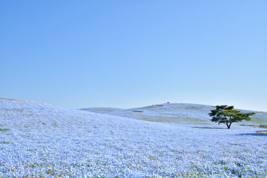 Nemophila