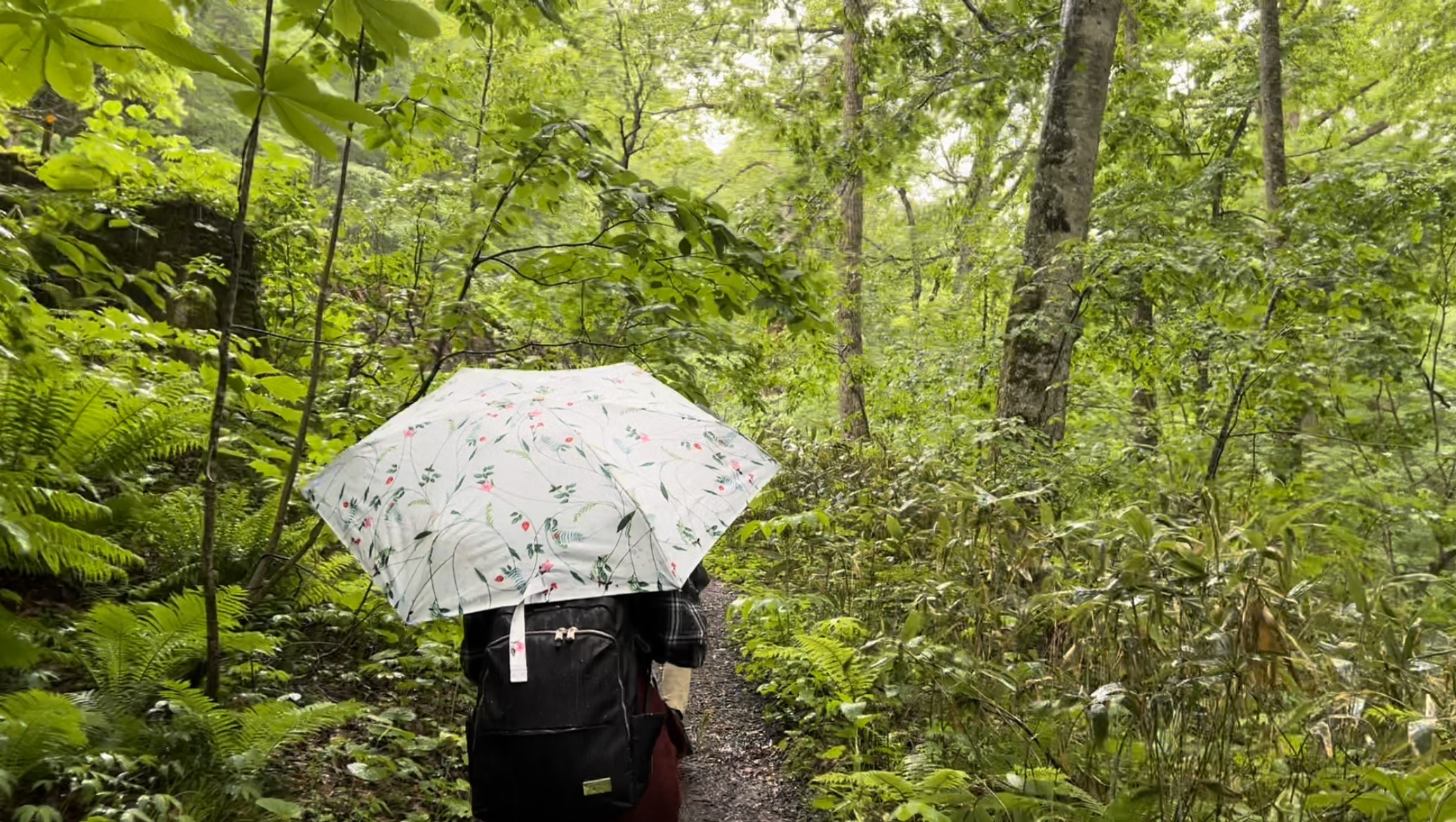Walking through the forest with umbrella