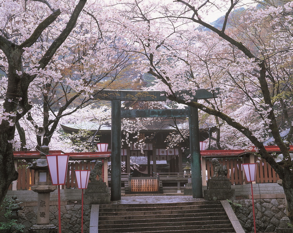 Kanegasakigu-Shrine_Sakura Hokuriku