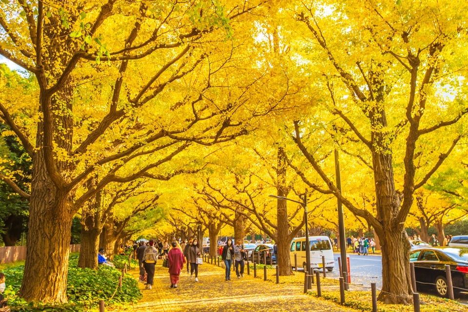 Autumn Foliage Forecast: 7 Leafy Spots in Japan this Fall – Japan