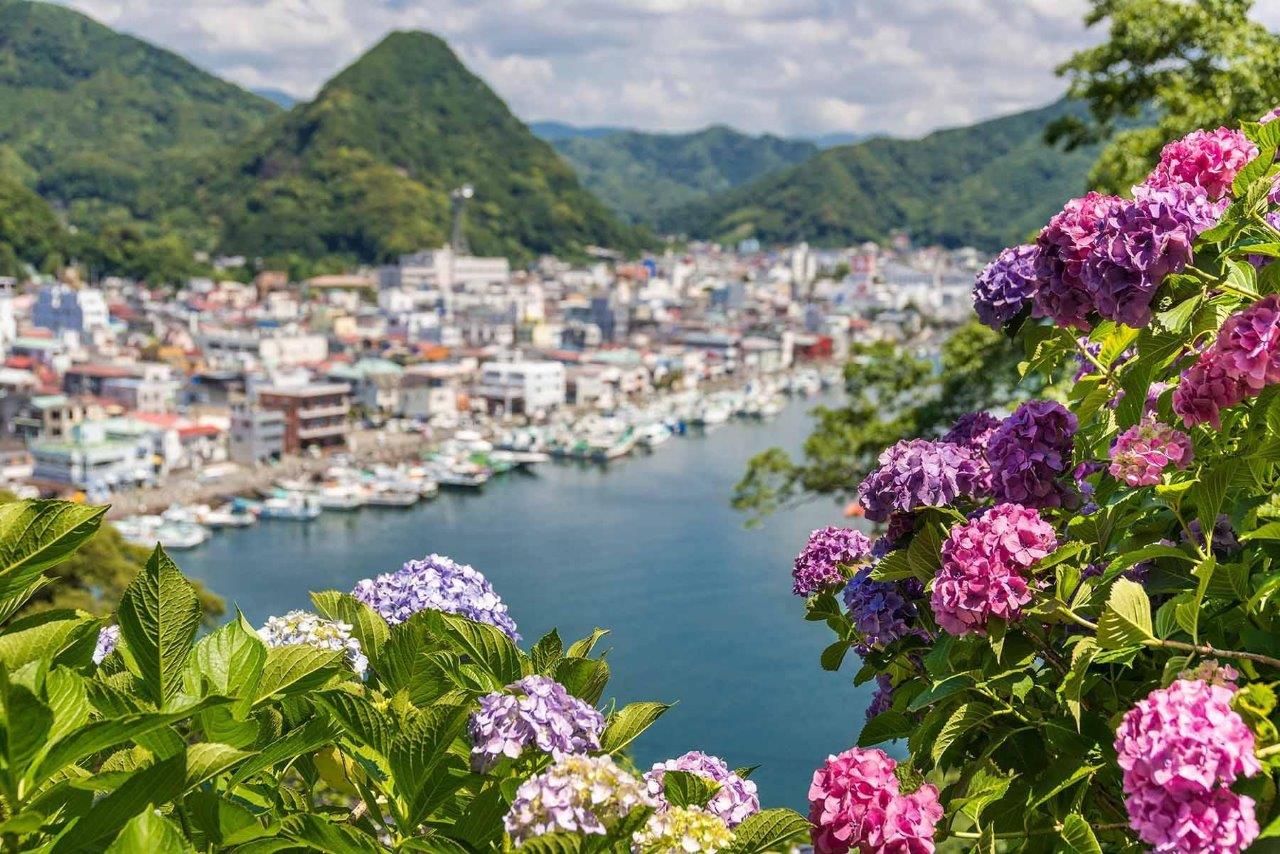 Hydrangea in Shimoda