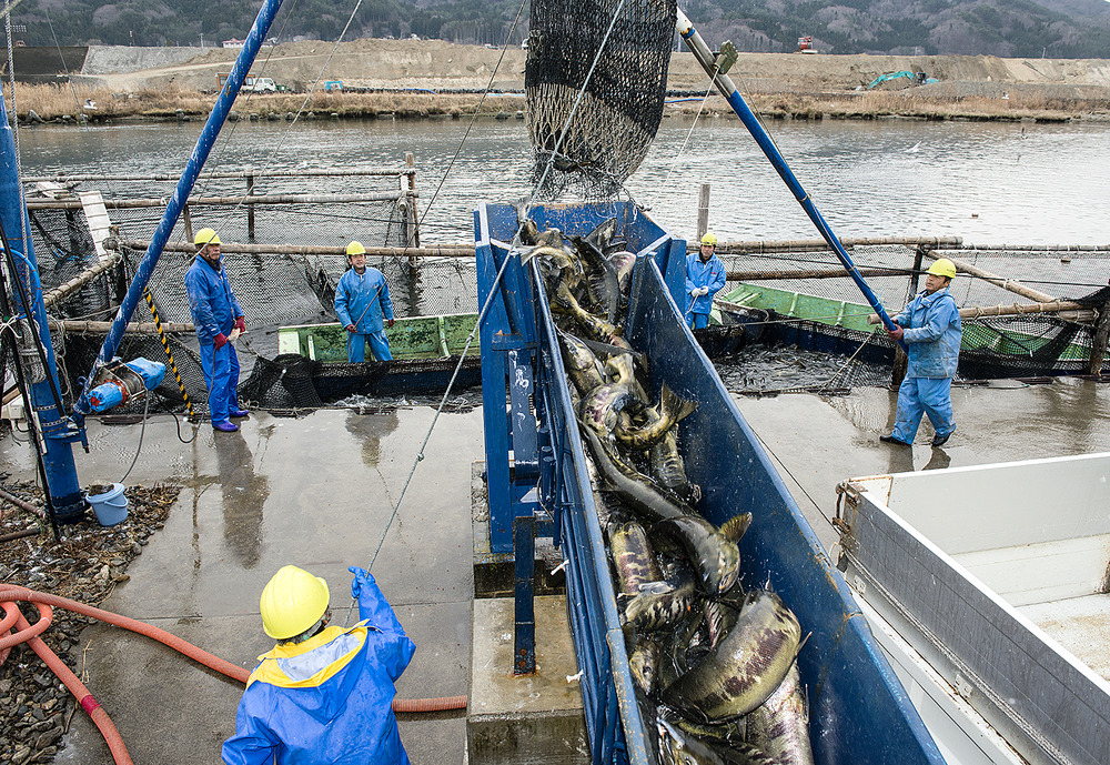 Japanese fishermen Fishing in Japan