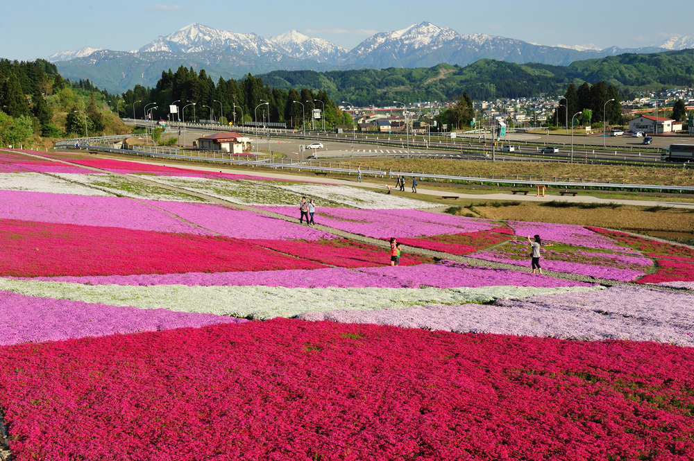 Negoya-Flower-Greenery-and-Snow-Village_Sakura Hokuriku