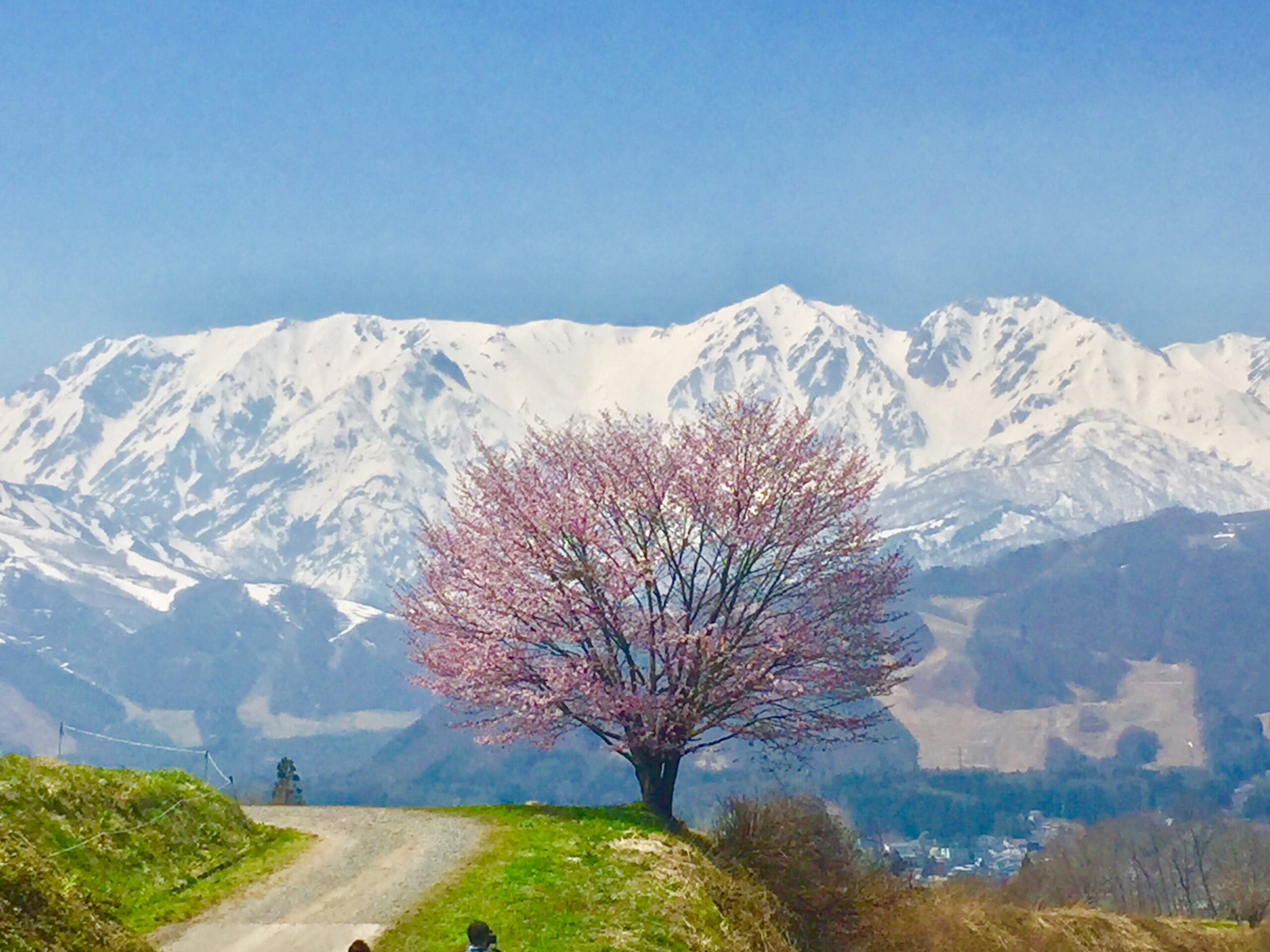 Sakura Series #4: The Lone Cherry Blossom Tree | JAPAN RAIL CLUB