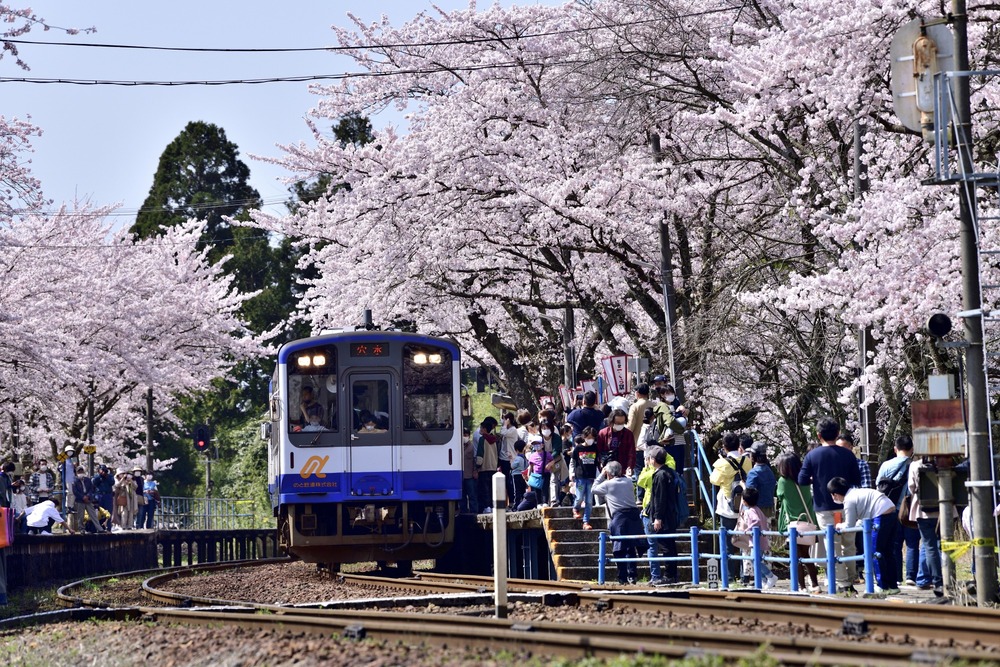 Noto-Kashima-Station_Sakura Hokuriku