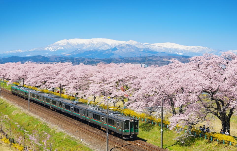 Go Loco for Sakura: At-track-tive Views of Trains and Cherry
