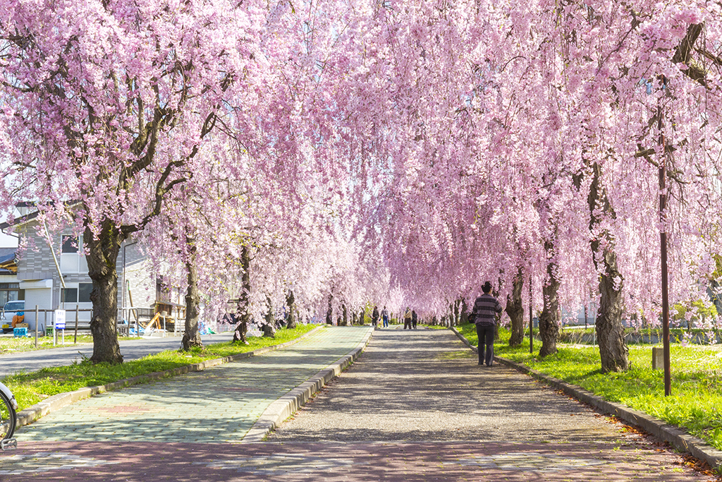 Go Loco for Sakura: At-track-tive Views of Trains and Cherry
