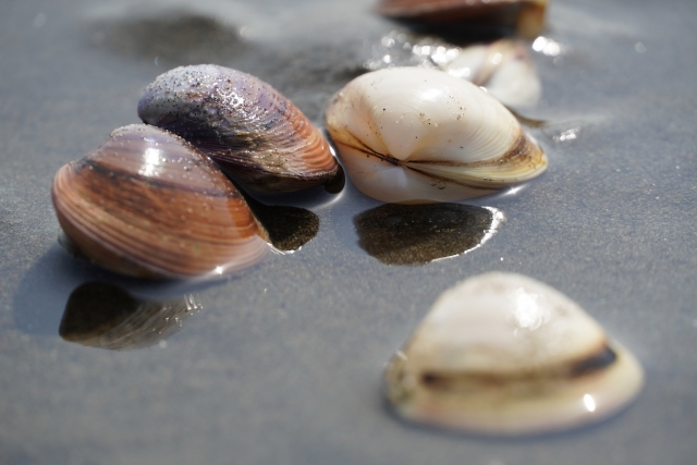 Clam_5 Spring Activities