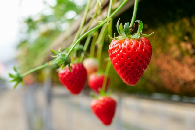 strawberry_5 Spring Activities