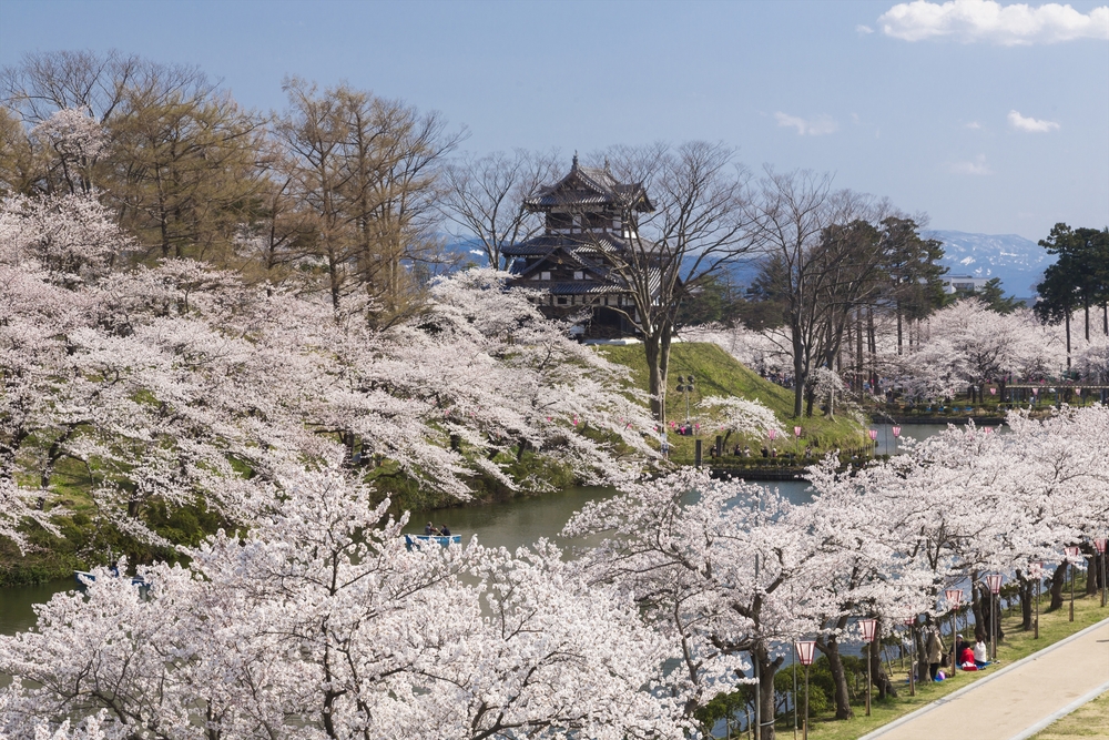 Takada Castle Spring, Sakura in Hokuriku