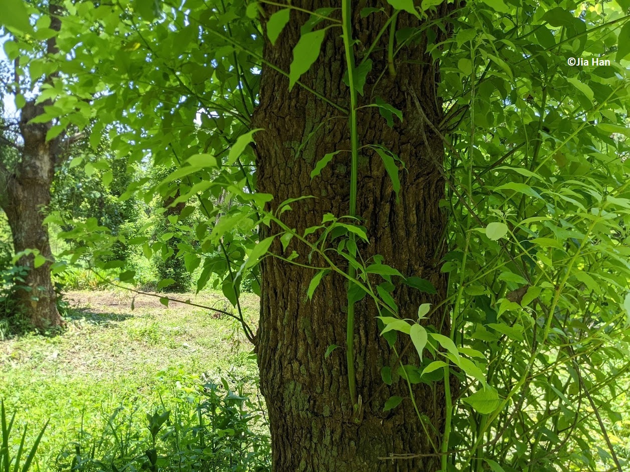 A special-looking tree