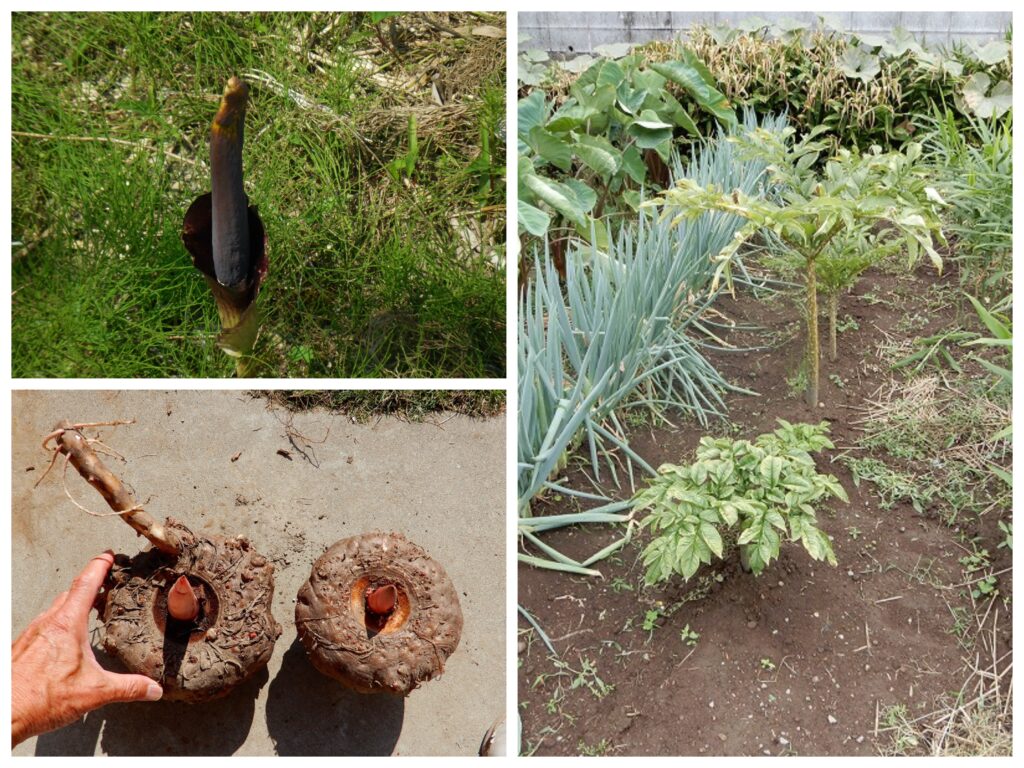 plant_konnyaku yamagata