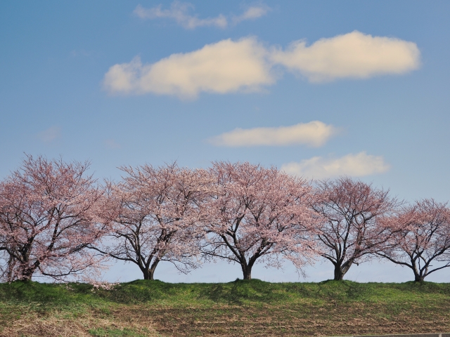 Sakura by the river