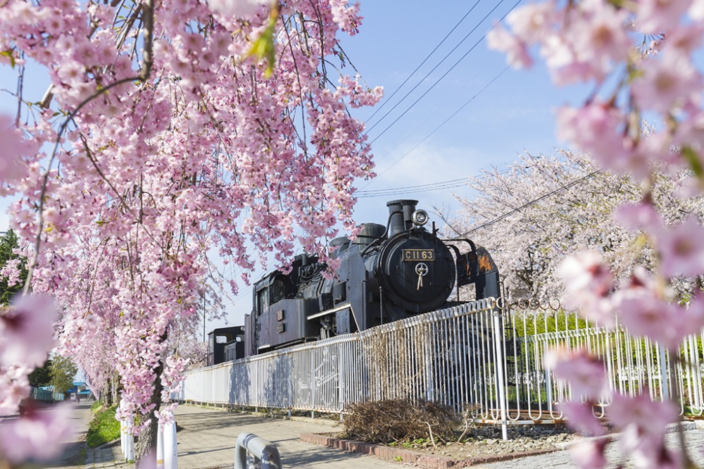 Nicchu Line Weeping Cherry Blossoms and the must-see SL train. | ©福島県観光物産交流協会