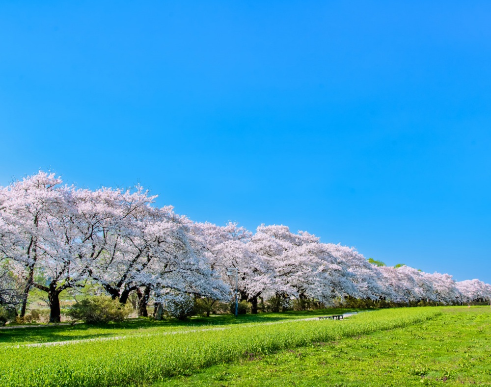 Stroll along a 2km stretch of sakura trees at Kitakami Tenshochi. | ©JR East